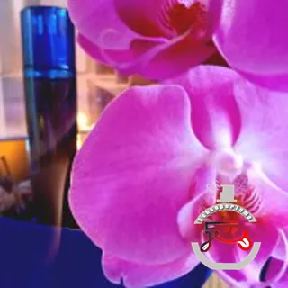 Nu Eau de Toilette Yves Saint Laurent